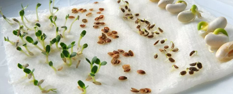 Germinação Hidroponia