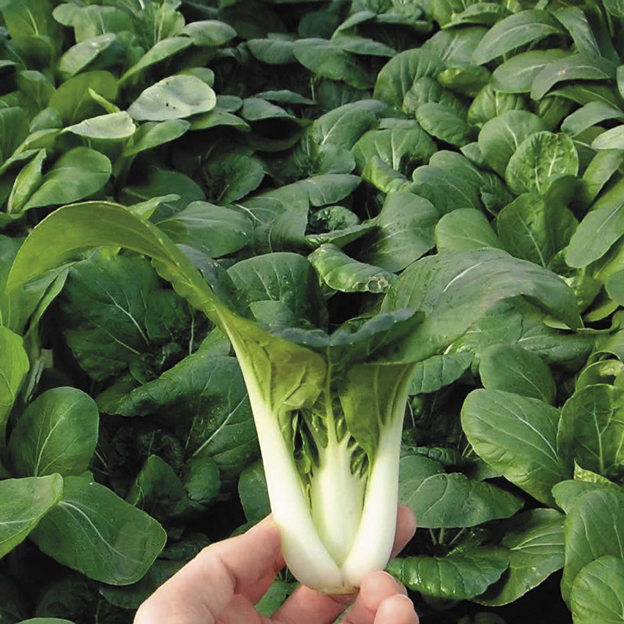 Pak Choi em hidroponia