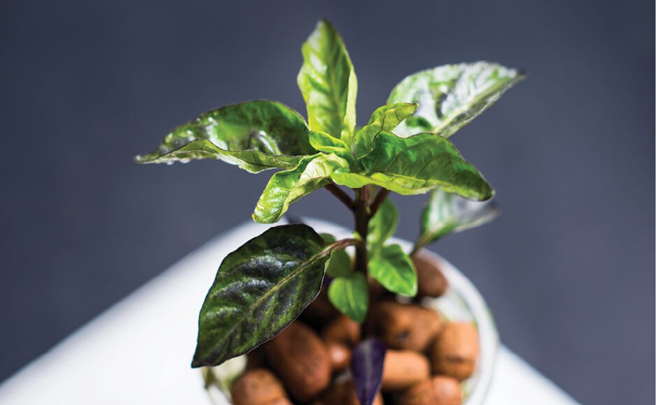 Planta verde com folhas em vaso branco com bolas de barro expandido