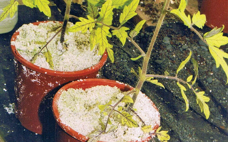 azoto plantas