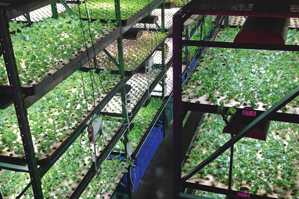 hortas verticais hidroponia