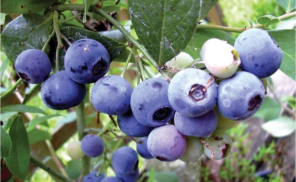 Frutos de mirtilo numa planta com folhas verdes.