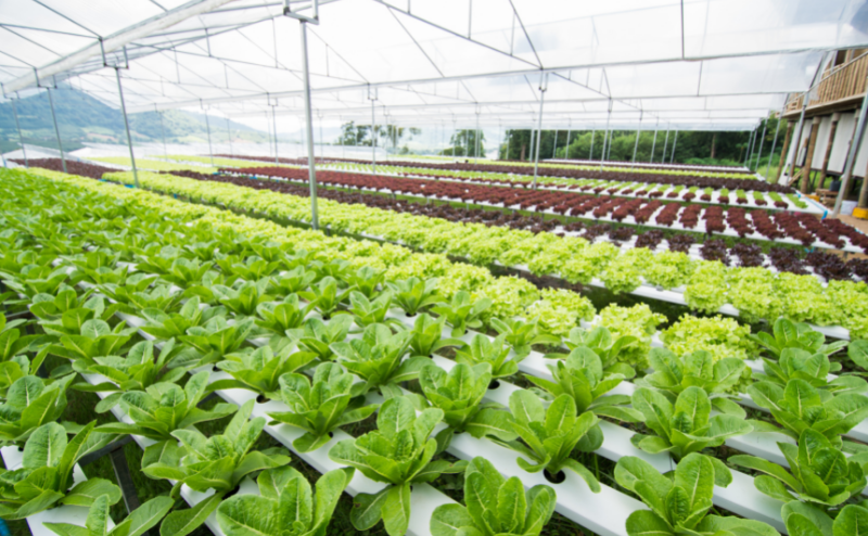 Alfaces verdes e roxas em bancadas hidropónicas dentro de estufa agrícola.