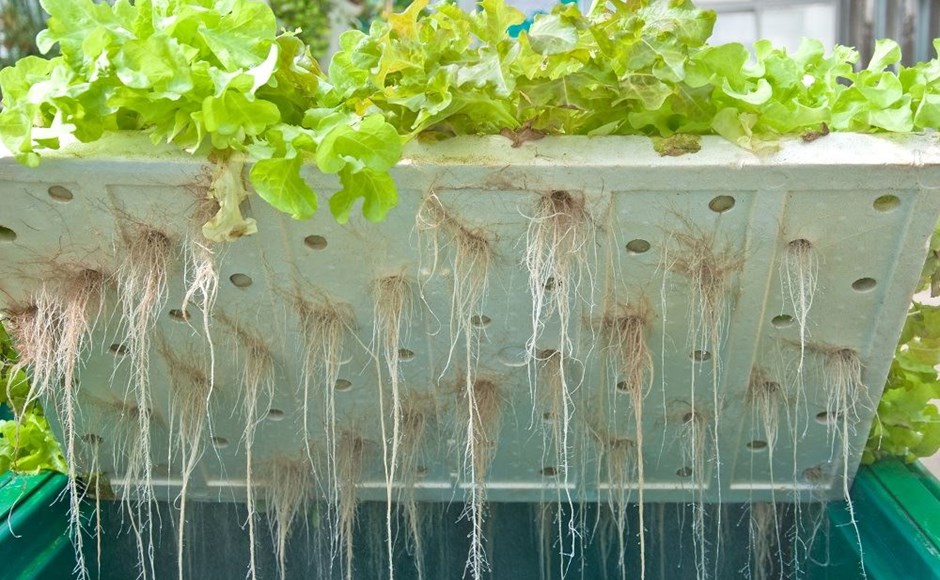 Cultivo hidropónico com plantas verdes e raízes expostas numa placa branca com orifícios