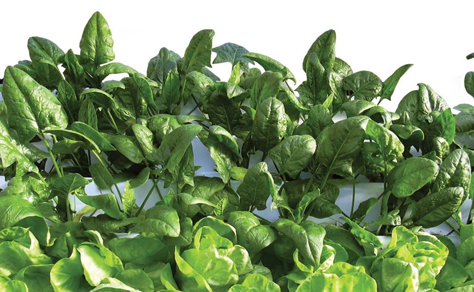 Plantas verdes de espinafre com folhas largas e textura lisa