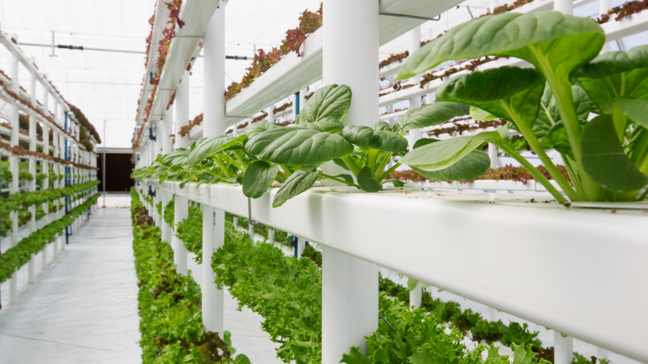 Estufa moderna com plantas verdes em sistema hidropónico