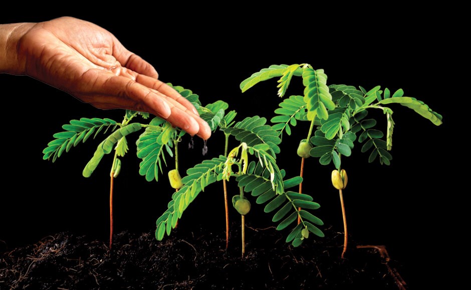 Mão a regar pequenas plantas verdes jovens em solo escuro