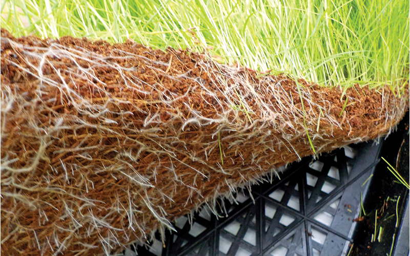 absor&ccedil;&atilde;o nutrientes hidroponia