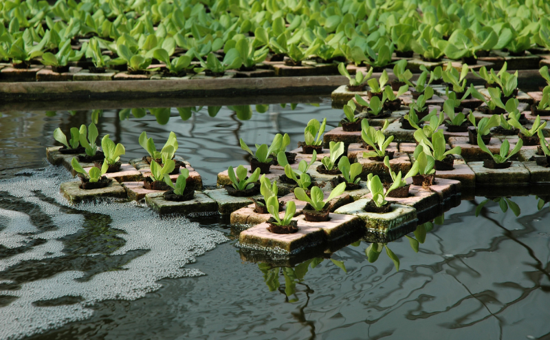 Placas flutuantes com plantas verdes jovens num tanque de água, cultivo hidropónico