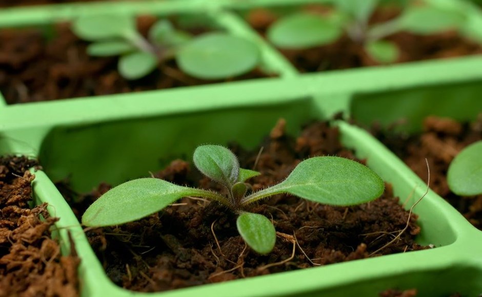 Muda de planta verde em tabuleiro de plástico com terra