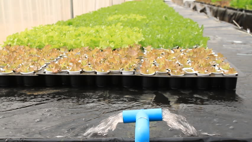 Cultivo hidropônico de plantas verdes em bandejas com tubo azul a regar.