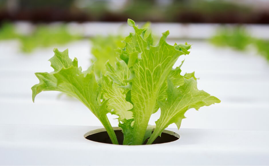 Alface verde crescendo em sistema hidropônico com tubos brancos.