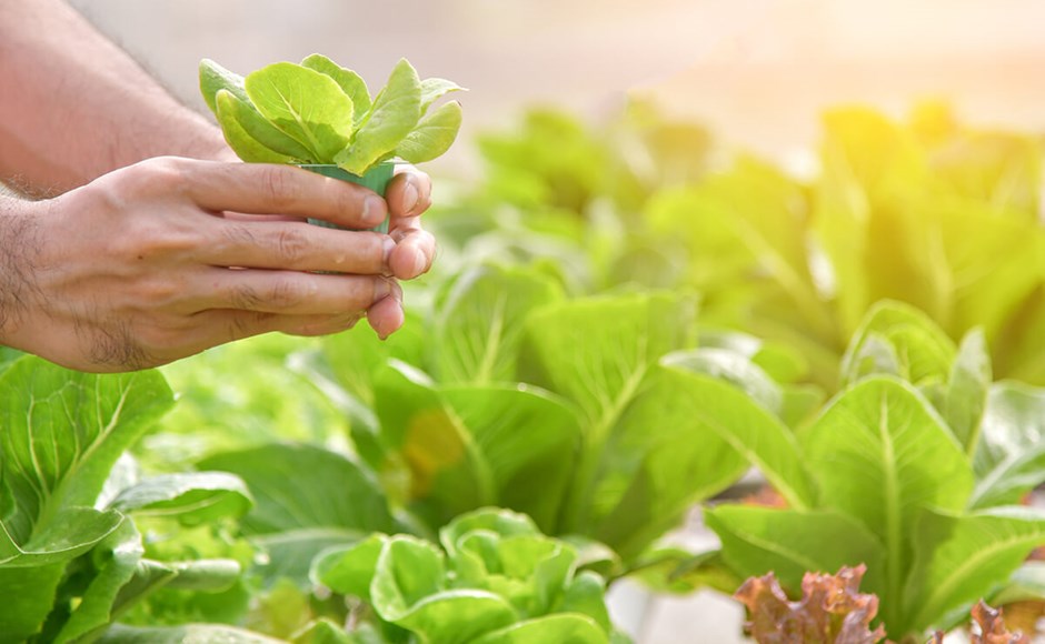 Mão a colher alface verde fresca numa plantação