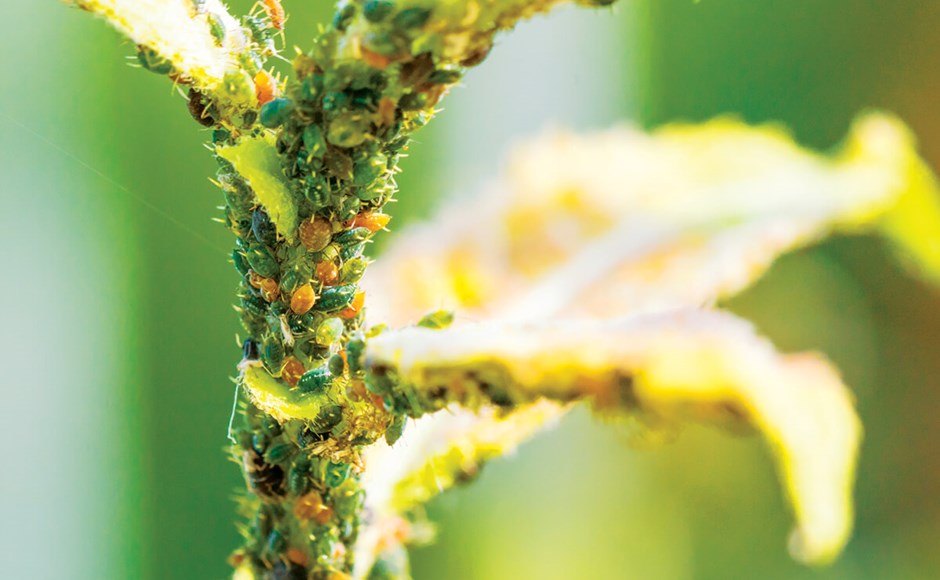 Planta com insetos pequenos no caule e folhas verdes