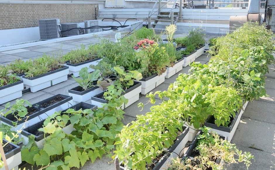 Vasos brancos com plantas e ervas aromáticas em terraço urbano