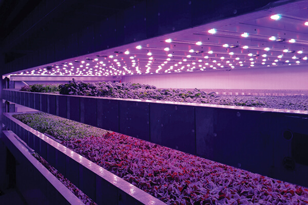 hortas verticais hidroponia