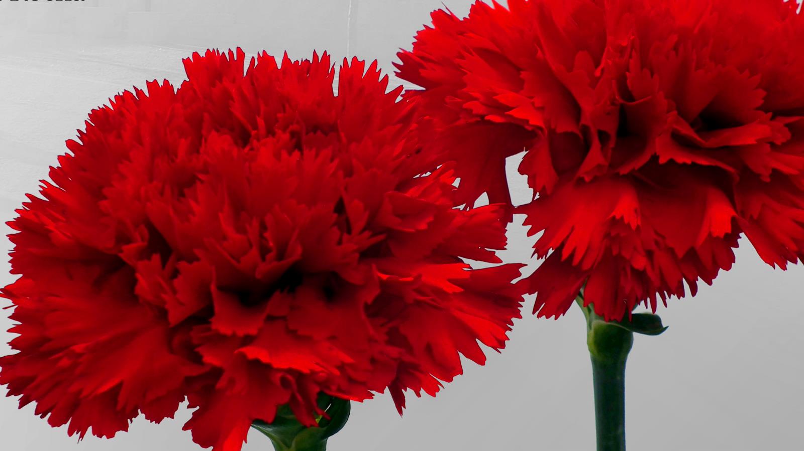 Dois cravos vermelhos em fundo cinzento