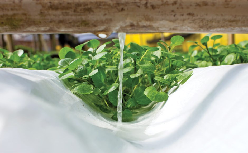 Sistema de cultivo hidropónico com plantas verdes e tubo a fornecer água