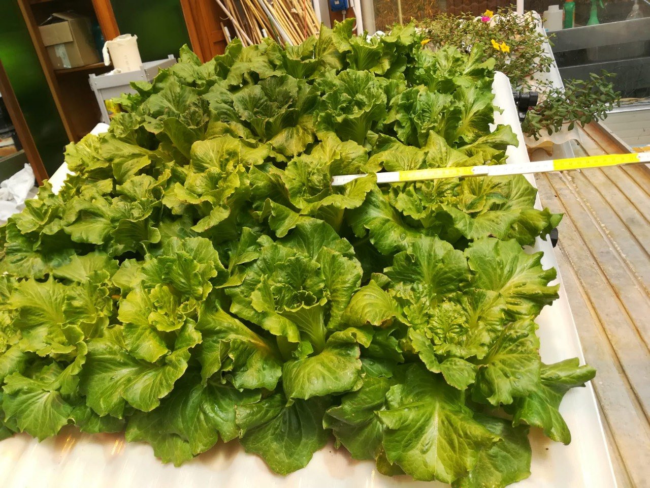 Cultivo hidrop&oacute;nico