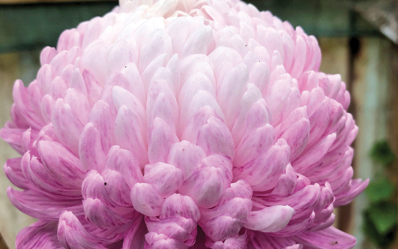 sintomas de v&iacute;rus nas plantas