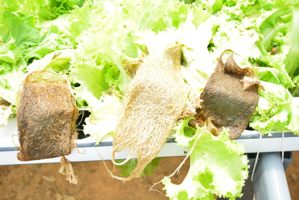 Três plantas de alface com raízes expostas em sacos de cultivo hidropônico