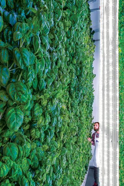 hortas hidroponia vertical