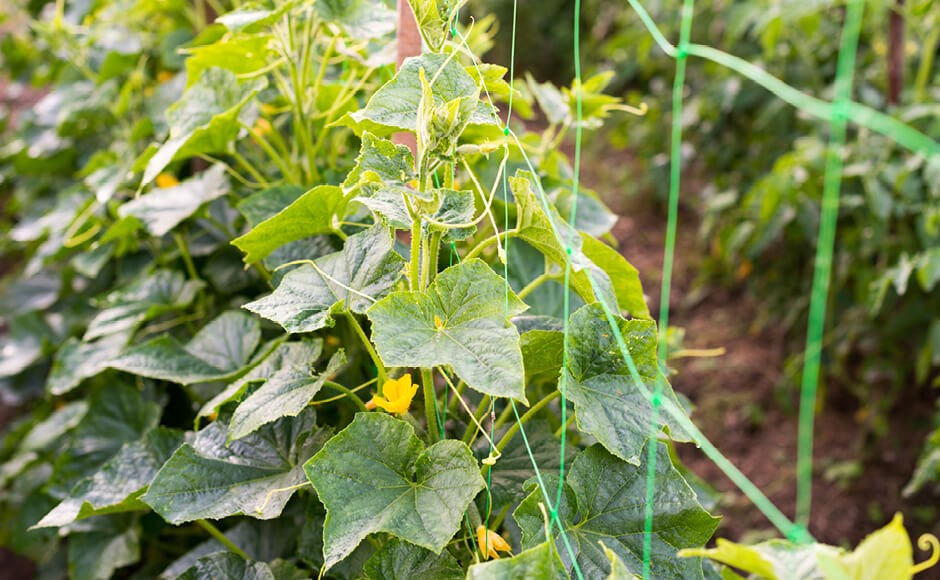 Planta de pepino com folhas verdes e flores amarelas em estufa