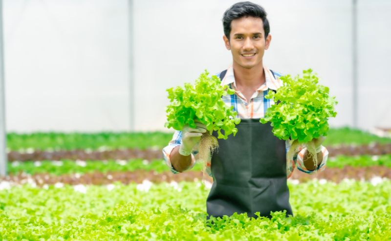 Homem com avental preto segurando alface verde numa estufa agrícola