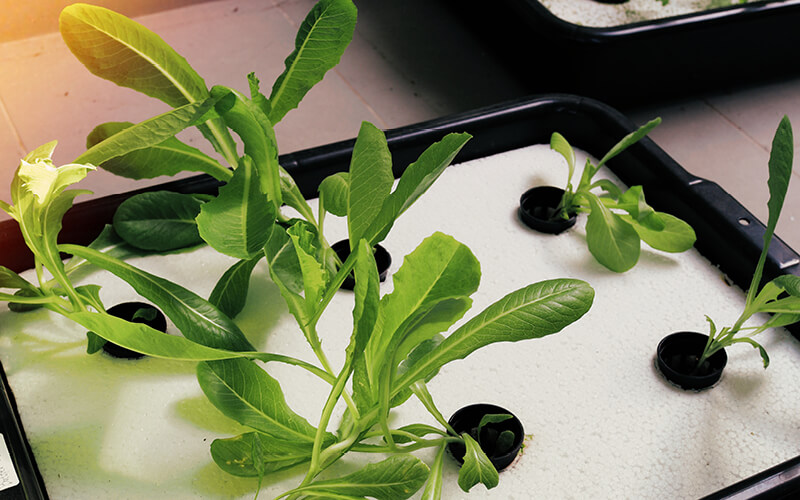 CO2 plantas hidroponia