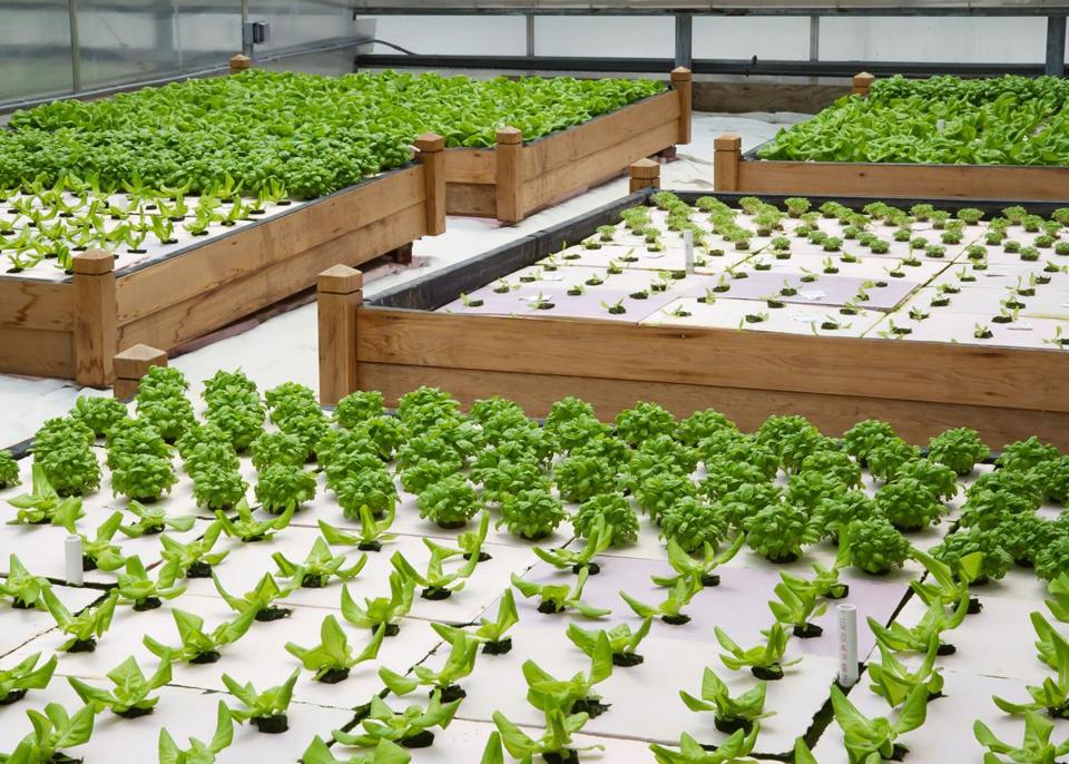 Estufa com plantas verdes em cultivo hidropônico e camas de madeira