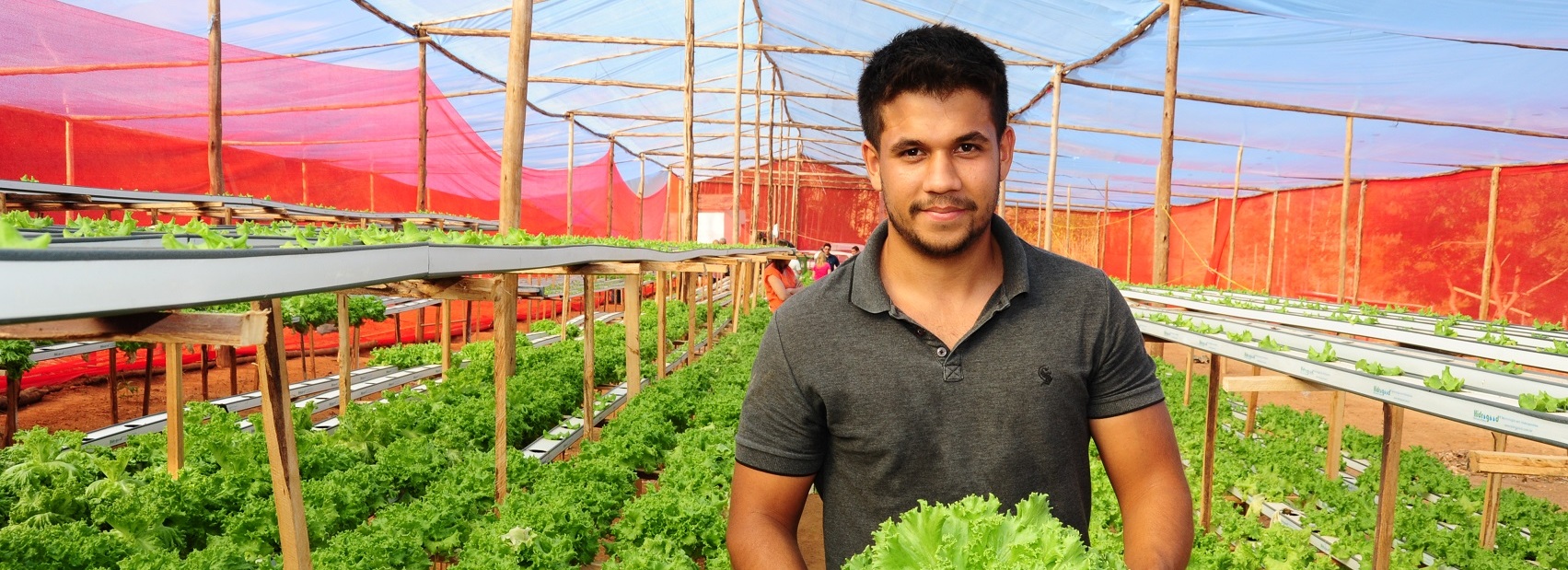 Homem segurando alface numa estufa agrícola com cobertura vermelha