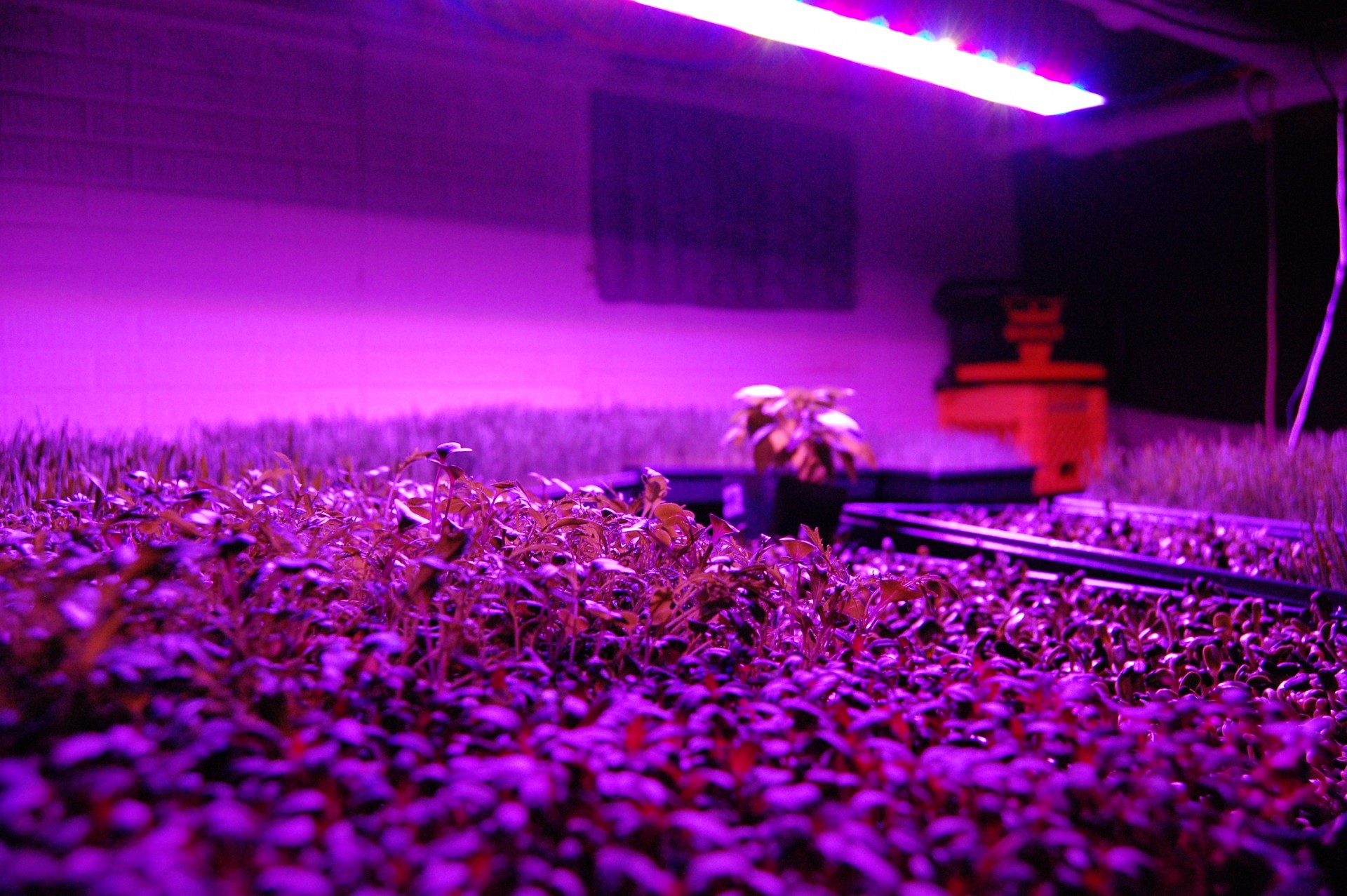 Plantas pequenas roxas sob luz LED púrpura em ambiente interior.