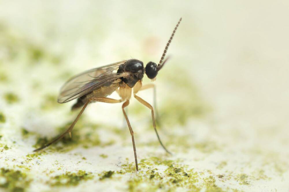 mosquito fungo hidroponia