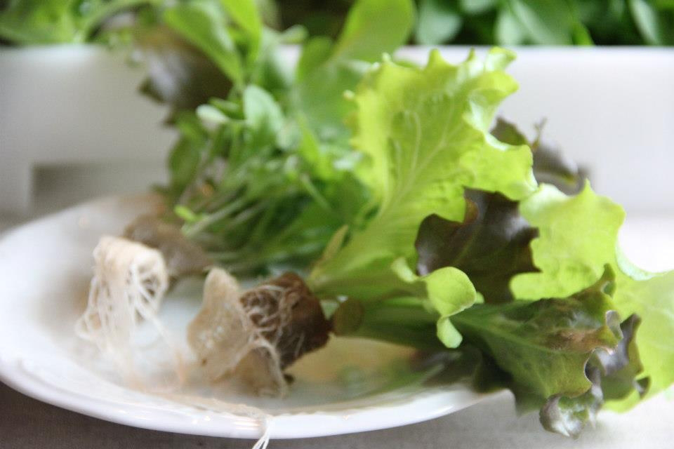 Duas alfaces com raízes em prato branco