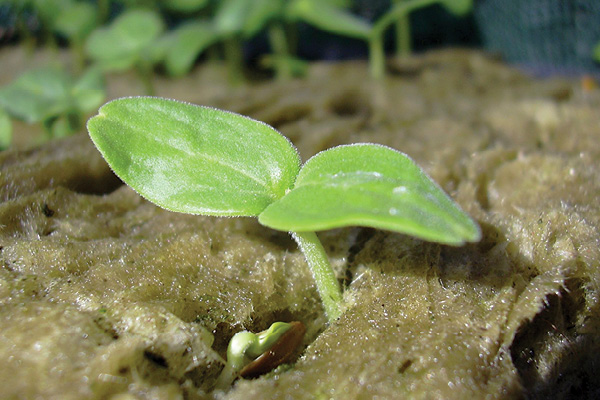 germina&ccedil;&atilde;o hidroponia