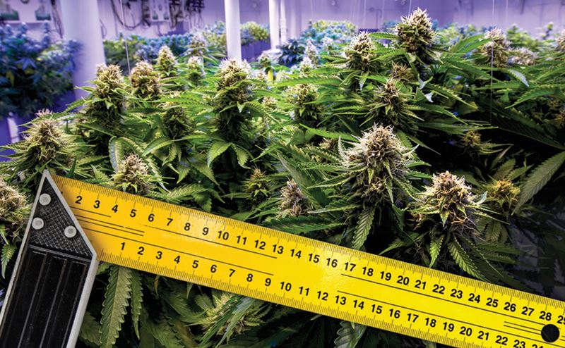 planta verde com régua amarela de 30 cm em ambiente de cultivo interior