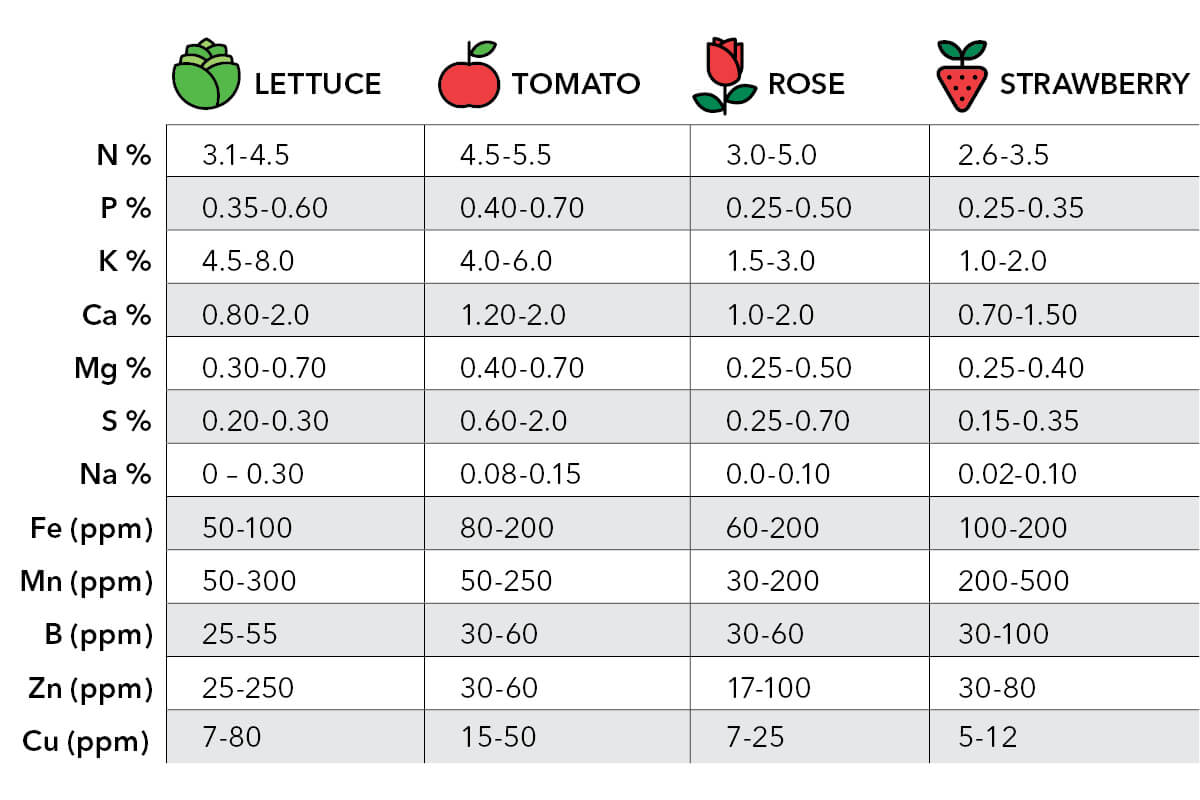 nutri&ccedil;&atilde;o hidroponia