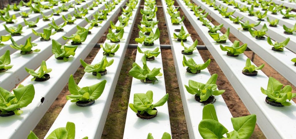 Cultivo hidrop&oacute;nico