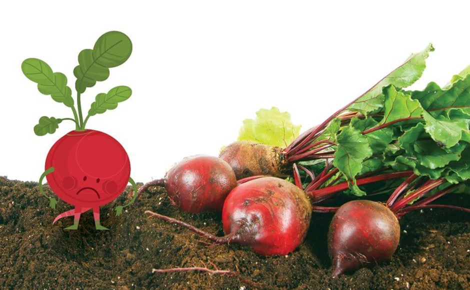 Beterrabas frescas com folhas sobre solo e ilustração de uma beterraba triste