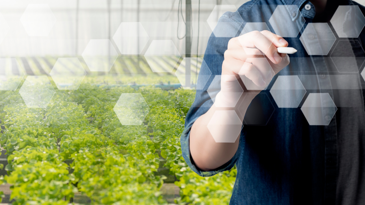 Pessoa interagindo com gráficos hexagonais transparentes numa estufa com plantas verdes