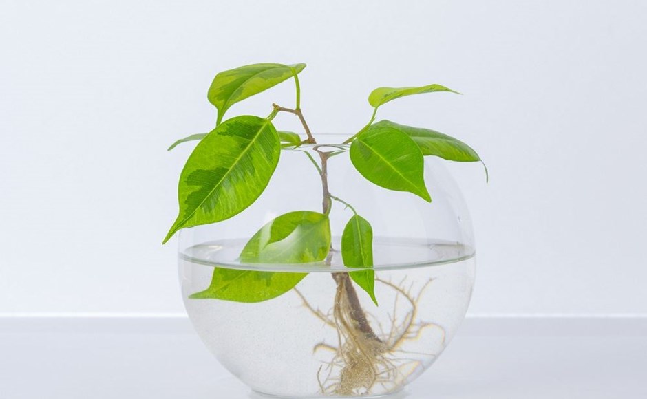 Vaso de vidro transparente com planta aquática de folhas verdes e raízes visíveis