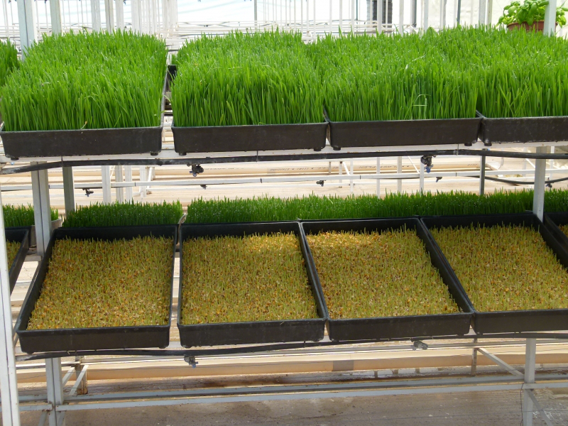 bandejas com brotos verdes e amarelos numa estufa