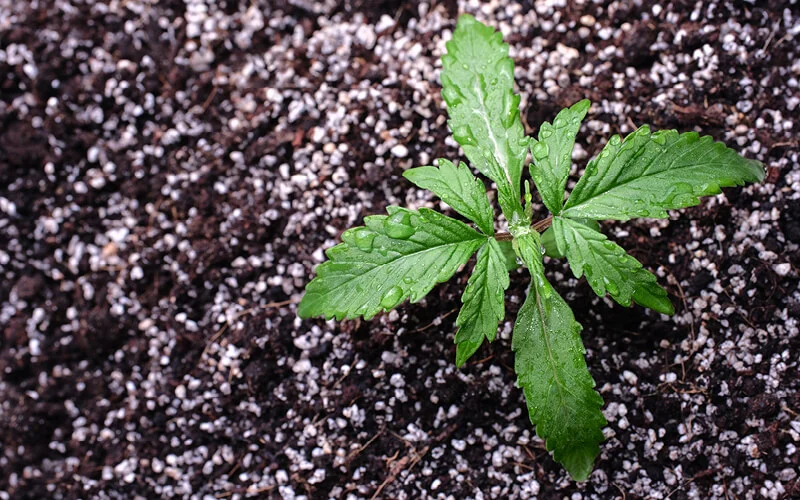 humidade nas plantas