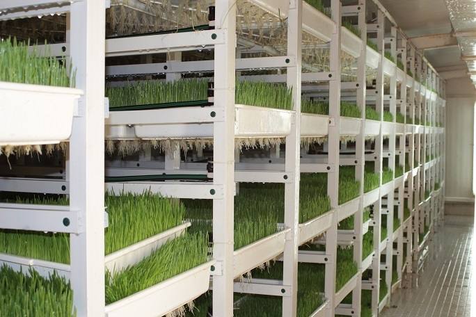 Estantes com bandejas de relva verde em espaço interior