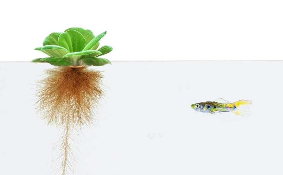 Peixe colorido e planta aquática com raízes em água clara