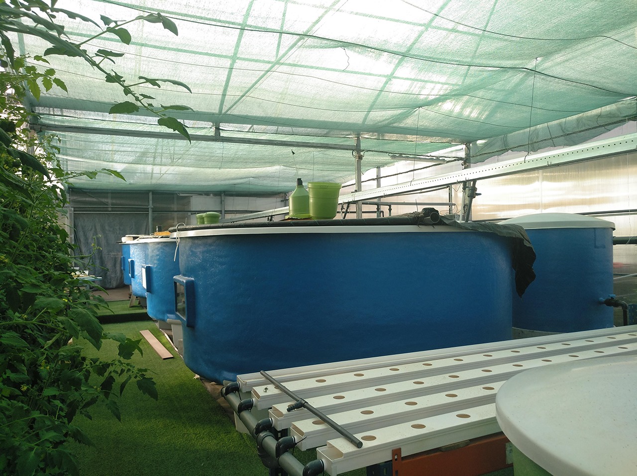 Estufa de Aquaponia Tanques azuis grandes dentro de estrutura coberta por rede verde