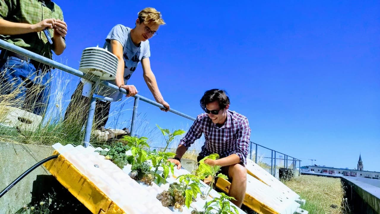 Cultivo hidrop&ocirc;nico