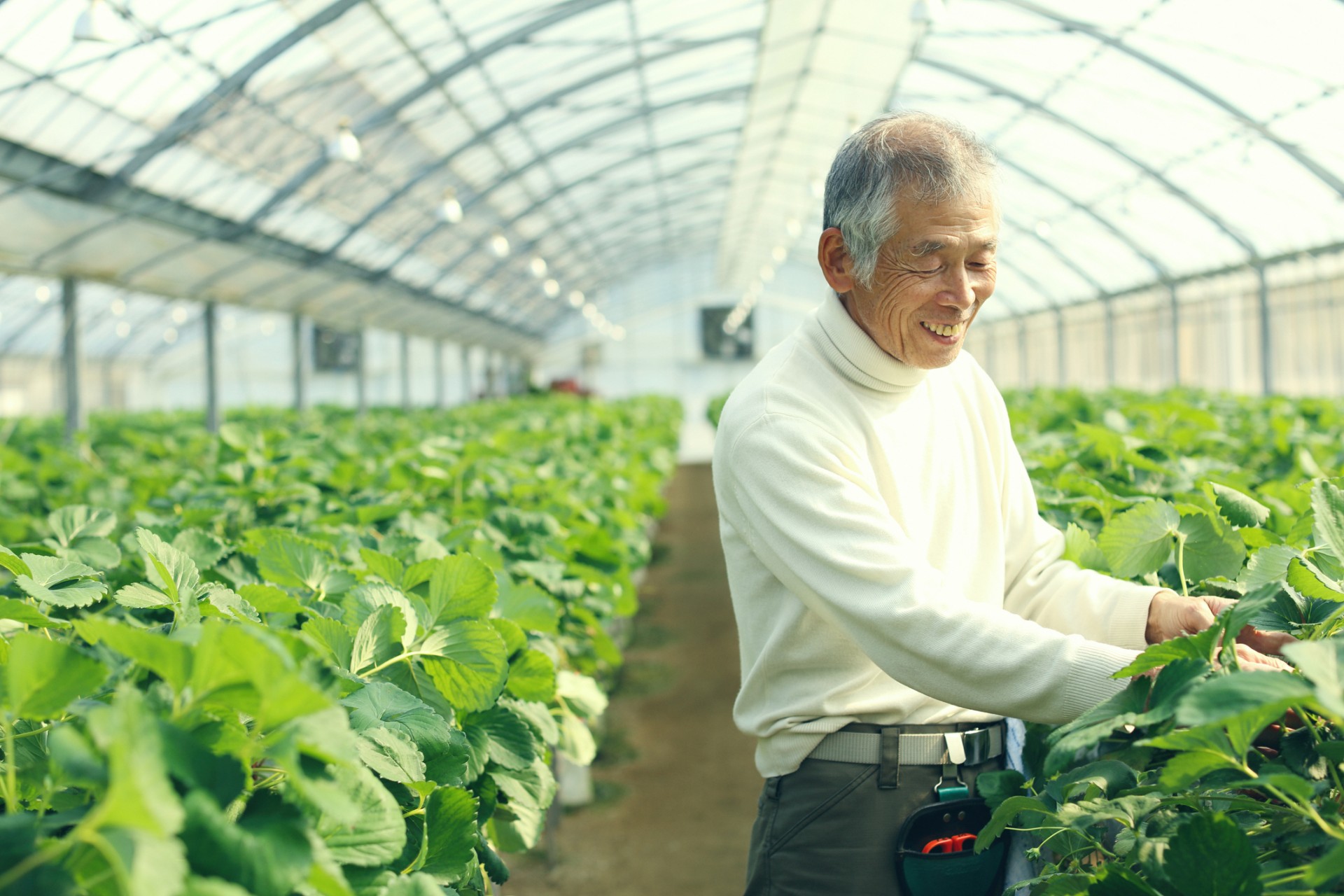 Homem idoso a trabalhar em estufa com plantas verdes de morango