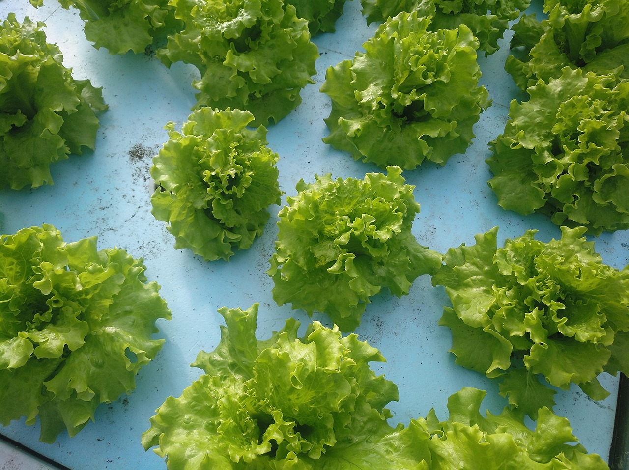 Estufa de Aquaponia Cabeças de alface verde sobre superfície azul clara