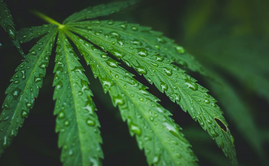 Folha verde com gotas de água